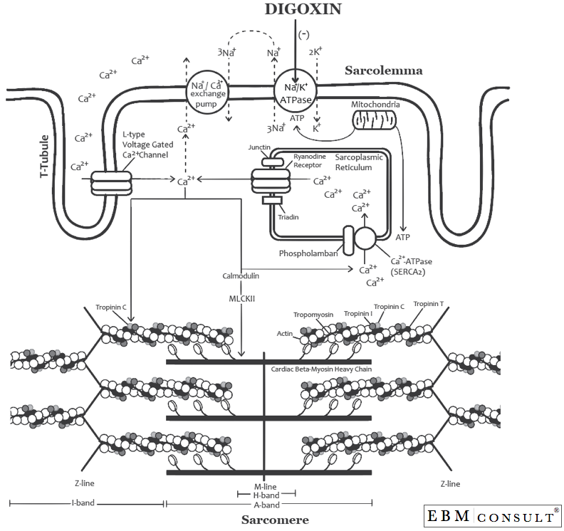 The Mechanism of Digoxin's (Lanoxin) Increase in Inotropy (Force of